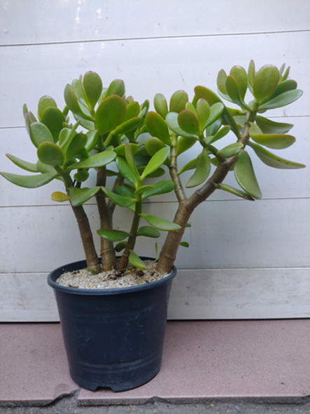 Planta Árbol De Jade Crassula Ovata 1 Planta Árbol De Jade Crassula Ovata 1