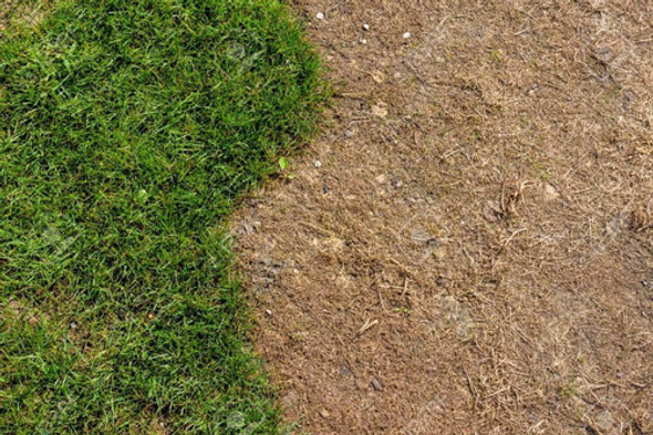 Herbicida Concentrado Seca Arboles Cañas Abrojos 1l Concent. 1