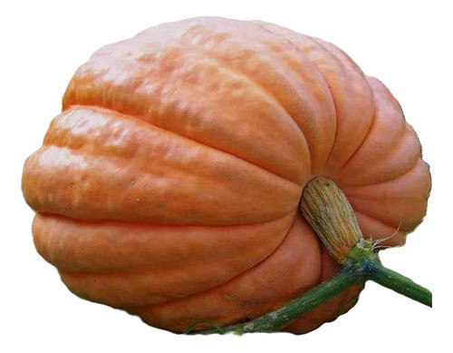 Sobre Para Sembrar 10 Plantas De Calabaza Gigante 0