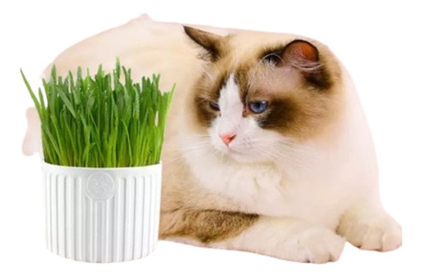 Set Kit Para Preparar Pasto Para Gato Semillas Y Tierra Cats 0