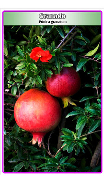 Semillas De Granado (púnica Granatum) 0