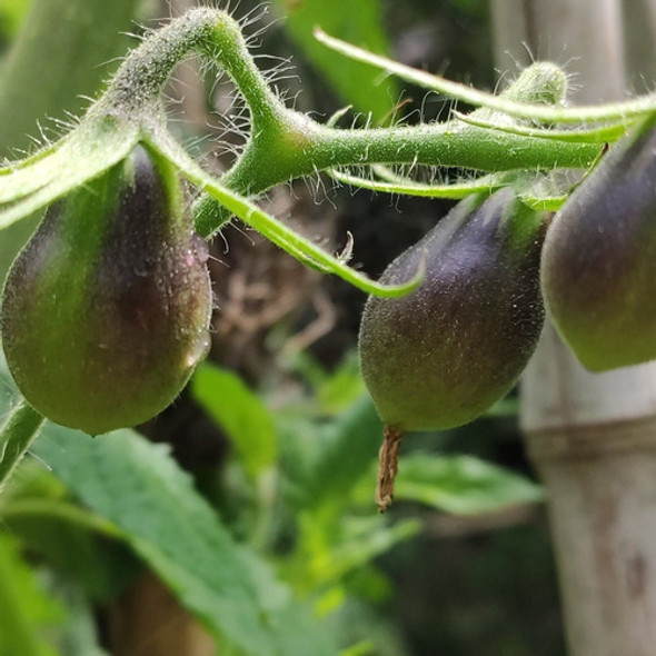 Sobre Semilla Exótica Tomate Black Keyes 0