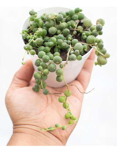 Senecio Rowleyanus Rosario Suculenta Colección N°8 0