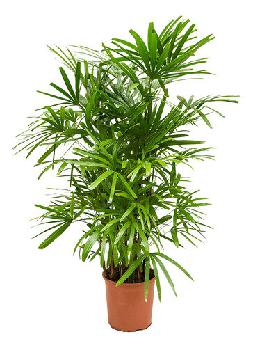 Palmeras Raphis, 2,5 Mt, Gigantes 0