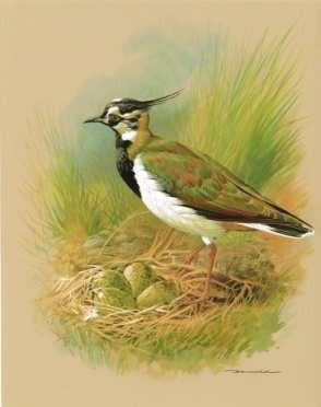 Tero - Basil Ede 1965 - Aves Del Uruguay - Lámina 45x30 Cm. 1