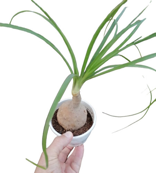 Plantas De Jardín Nolina 0