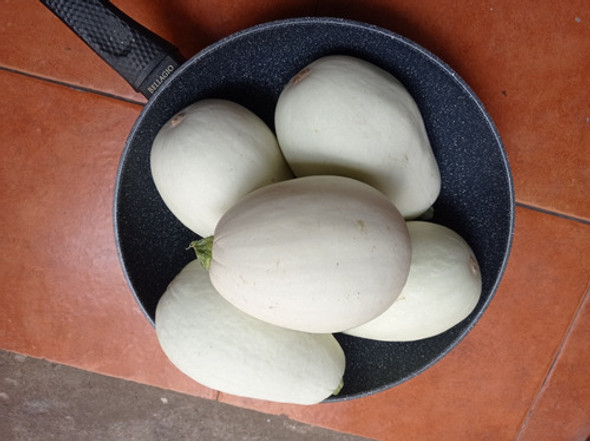 Semillas De Patichini 10un. Orgánicas 1