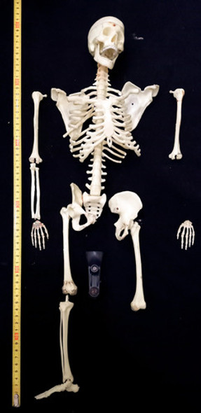 Esqueleto Humano Muy Detallado 57 Cm De España Incompleto 0