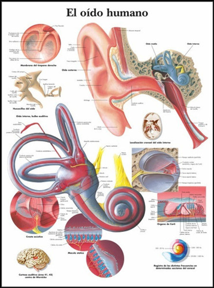 Anatomía Del Oído - Cuerpo Humano -  Poster Lámina 45x30 Cm. 1 Anatomía Del Oído - Cuerpo Humano -  Poster Lámina 45x30 Cm. 1