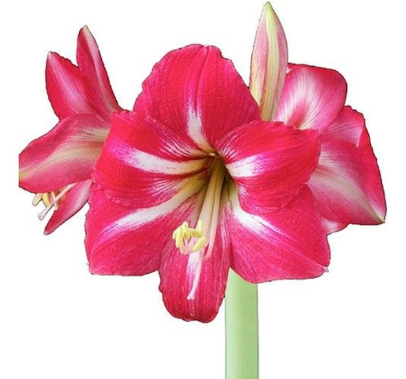 Bulbo Amarillys Hipeastrum 0