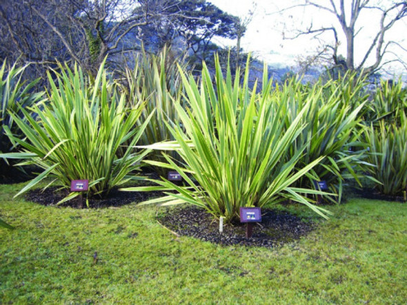 Phormium Tenax Verde, Formio, Plantas ! 1 Phormium Tenax Verde, Formio, Plantas ! 1