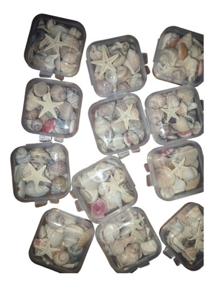 Caracoles, Estrella De Mar, Relleno Para Resina, Manualidad 0