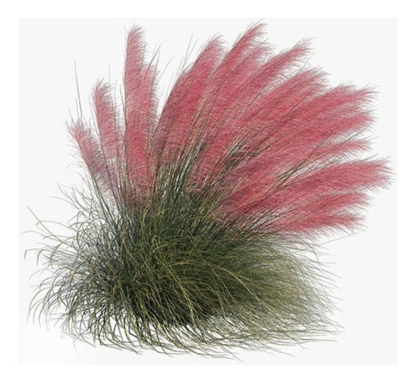 Muhlenbergia Capillaris, Gramínea De Flor Rosa. 0