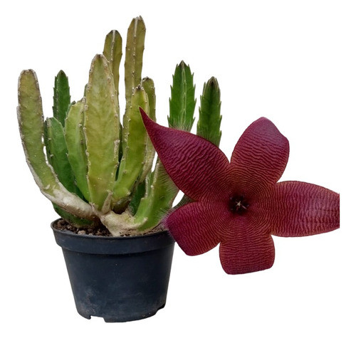 Planta Stapelia 1