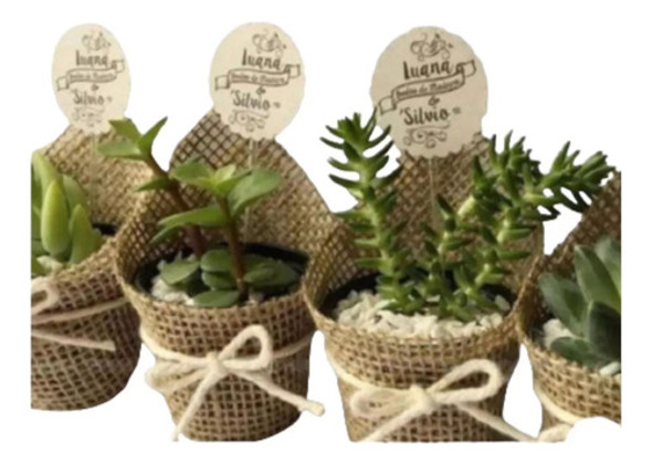 Suculentas  Souvenirs Regalos Maceta,40 Unidades 0 Suculentas  Souvenirs Regalos Maceta,40 Unidades 0