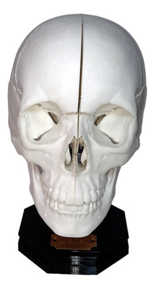 Cráneo -modelo Anatómico Desarmable- Con Imanes 0