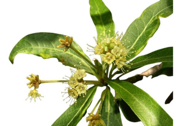Palo Amarillo Terminalia Australis Árbol Nativo 0