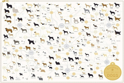 Diagrama De Raza De Perros (en Ingles) - Lámina 45x30 Cm. 0