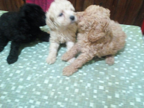 Caniche Hermoso Cachorro 1