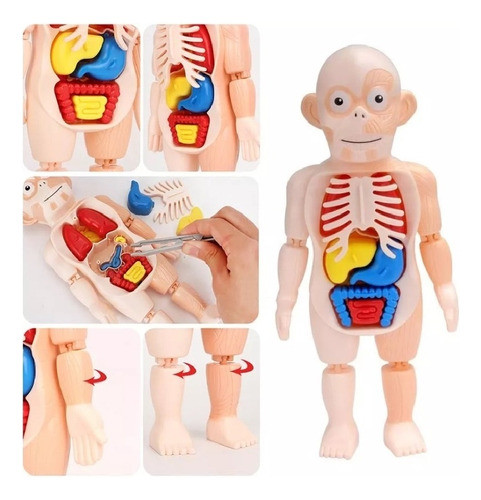 Juego Didactico Montessori Infantil Cuerpo Humano Anatomia 1