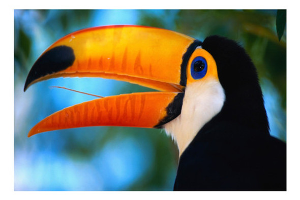 Tucan - Aves Tropicales - Lamina 45 X 30 Cm. 0