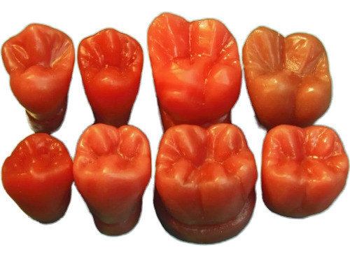 Dientes De Cera Macros 4 X 5 Cm 0