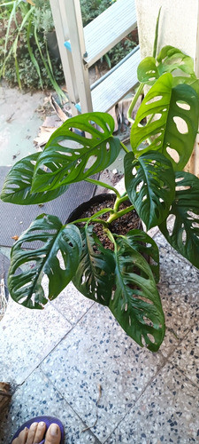 Monstera Enana. Ideal Interior 1