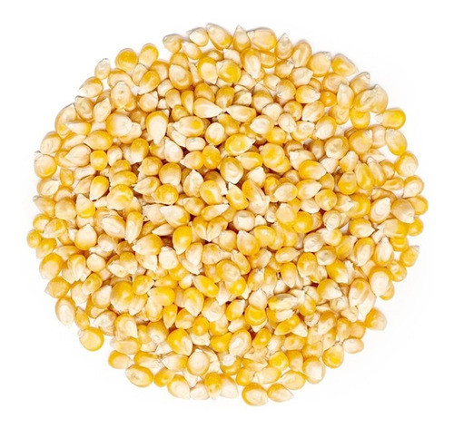 Maíz Pisingallo Agroecológico (para Hacer Pochoclo) X 1kg - 0