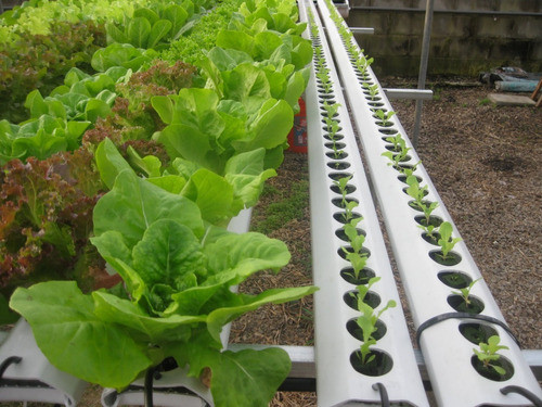 Solucion Nutritiva Hidroponia Nutrientes Npk Para 100 Litros 1