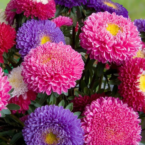 Semillas Orgánicas De Aster China 0