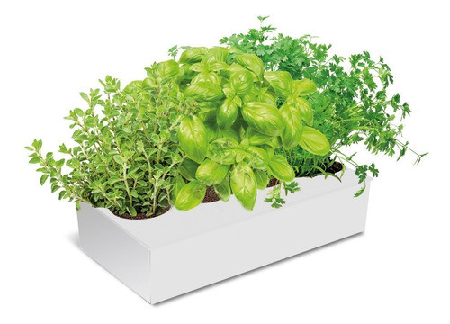 Kit 200 Semillas Organicas Surtidas De Hierbas Aromaticas 0