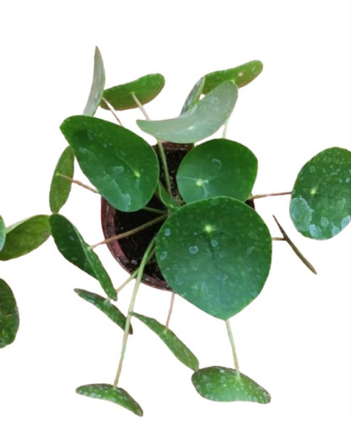 Planta Pilea Peperomioide Grande 0 Planta Pilea Peperomioide Grande 0