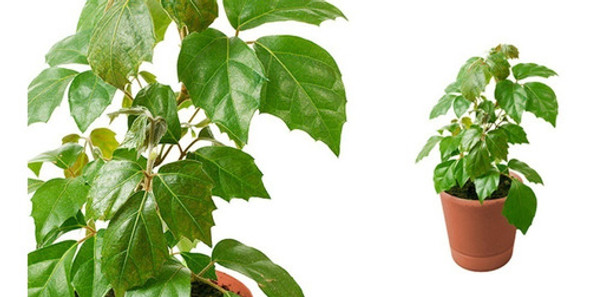 Planta De Cissus Cisus Hiedra Uva Deco Trepadora Bols 1 Planta De Cissus Cisus Hiedra Uva Deco Trepadora Bols 1