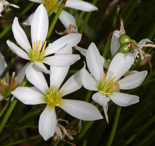 Azucena Del Río Zephyranthes Candida Planta Nativa Palustre 1