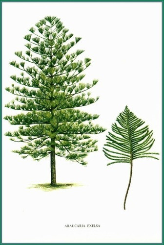 Araucaria - Ilustración Flora De Uruguay - Lámina 45x30 Cm. 0