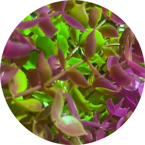 Pasto Hojas De Eucalipto 40x60 Fucsia/verde Paredes Muros 0