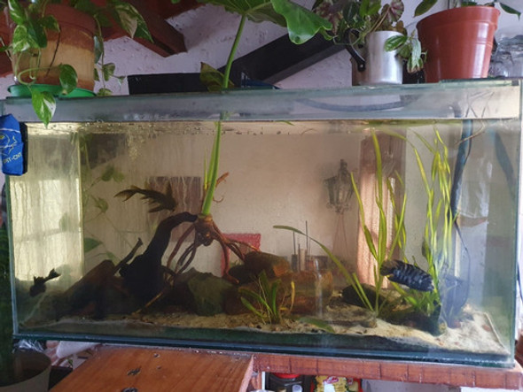 Acuario Completo 200 Lts 0 Acuario Completo 200 Lts 0