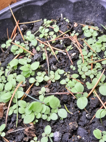 Semillas De Tabaco Rubio Orgánicas, Misvegetalesorganicos 1 Semillas De Tabaco Rubio Orgánicas, Misvegetalesorganicos 1