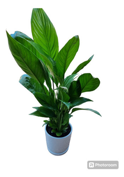 Planta Spatiphilum (lirio De La Paz) Con Maceta. 1