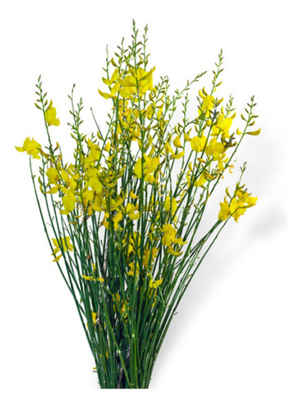 Retama Amarilla ( Spartium Junceum) 0