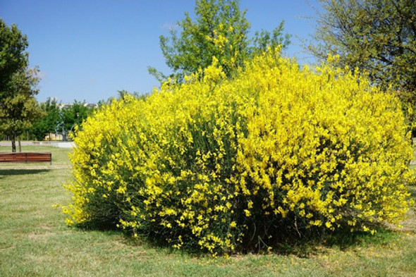 Retama Amarilla ( Spartium Junceum) 1