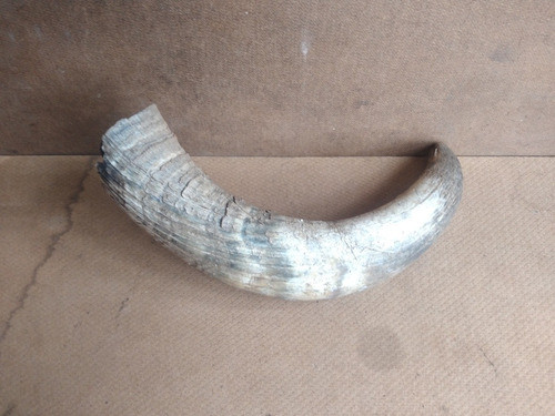 Chifre Antigo De Boi Década De 70 30 Cm 1