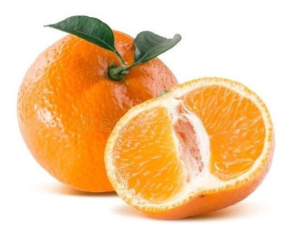 Frutales Citricos Mandarinos Injertados!!! 0 Frutales Citricos Mandarinos Injertados!!! 0