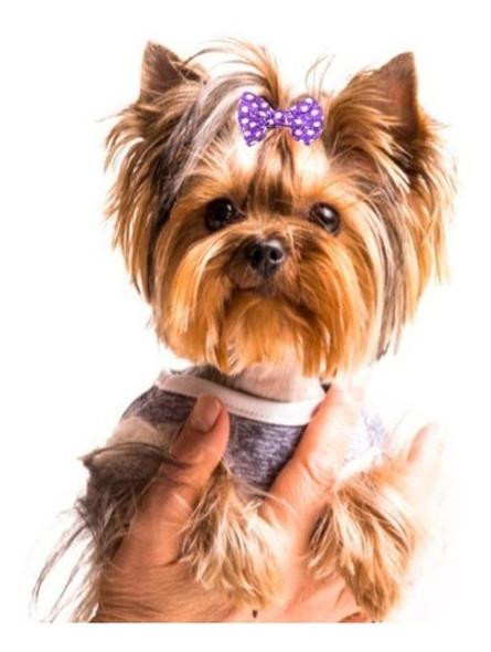50 Moños Para Perros - Pet Shop-peluquerías Caninas 0 50 Moños Para Perros - Pet Shop-peluquerías Caninas 0