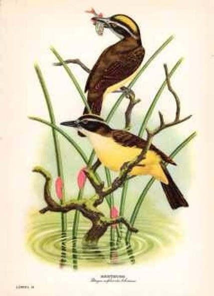 Benteveo - Axel Amuchastegui 1959 - Aves - Lámina 45x30 Cm. 0
