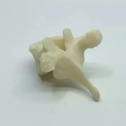 Vertebra Toracica - Impresión 3d- Anatomía- Stock Disponible 0