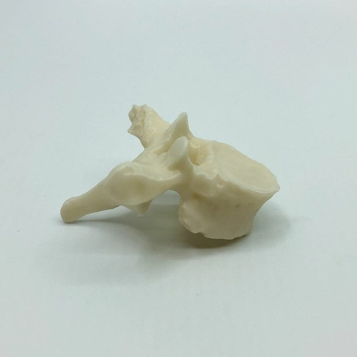 Vertebra Toracica - Impresión 3d- Anatomía- Stock Disponible 1