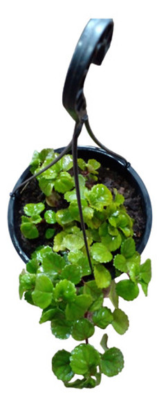 Planta Hiedra Sueca, Planta Del Dinero Ó Planta Del Dólar 0