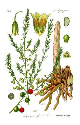 Espárrago - Botánica - Otto Wilhelm Thomé - Lámina 45x30 Cm. 0