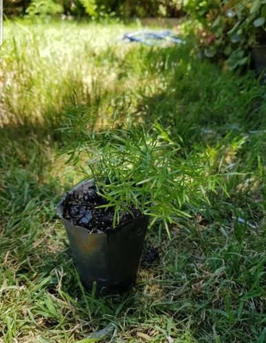 Helecho Asparagus Densiflorus 0